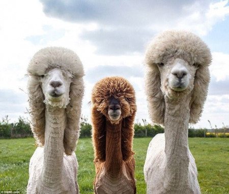 alpacas.jpg