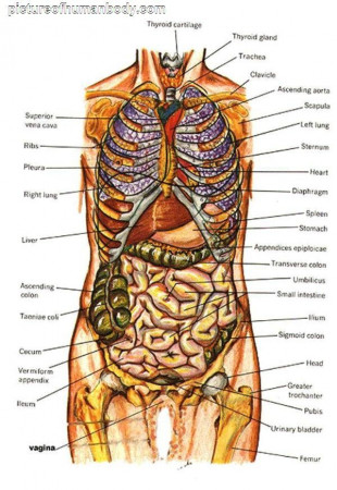 c2518653824081c5a0bbb35deb644f7d--anatomy-organs-anatomy-and-physiology.jpg