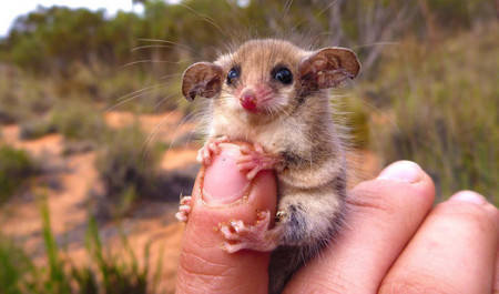 Australian Pygmy Possum.jpg