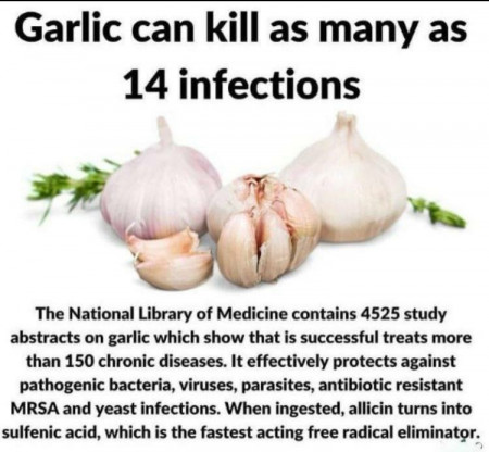 garlic.jpg