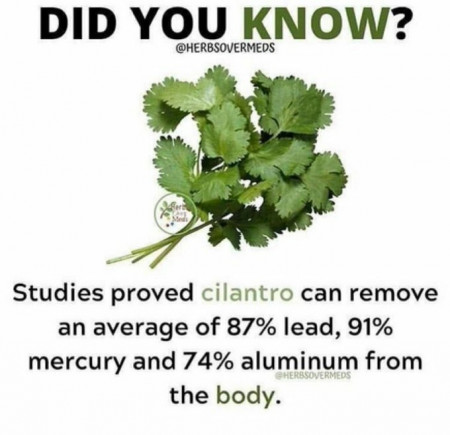 cilantro.jpg