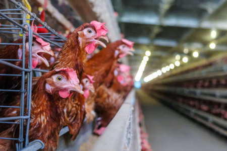 2019_1215-factory-farms-1200x800.jpg