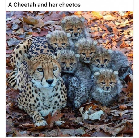 c68fb3e3af8e6f15.jpg