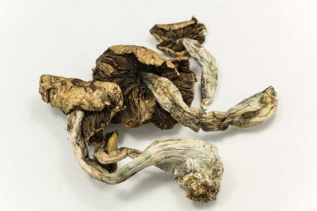 psilcybin-dried-via-Atomazul.jpg