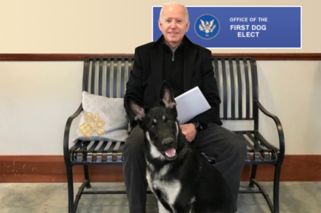bidog.png