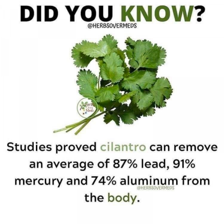 cilantro.png